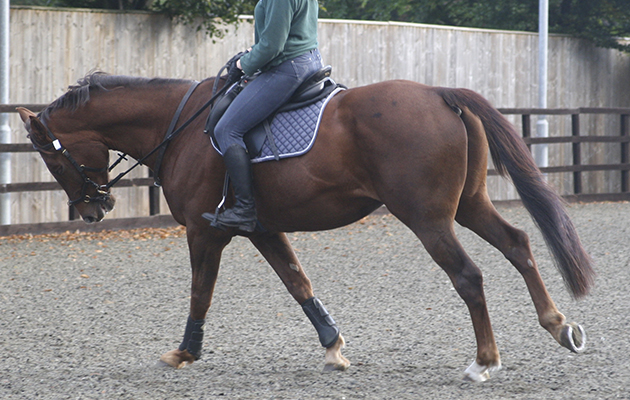 Pictured being lunged top: This horse was lame in all four limbs and is pictured cantering croup-high, on the forehand. The back is stiff and there is reduced flexion at the lumbosacral joint. The horse is leaning inwards and his mouth is open, indicating discomfort Pictured here on the forehand, extremely overbent with a stiff back and open mouth &amp;mdash; classic signs of pain in all four legs while ridden in canter