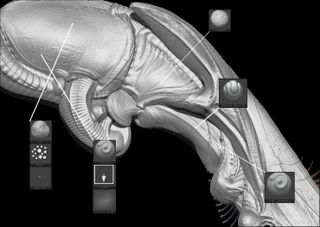 Fleshy areas start out as simple shapes