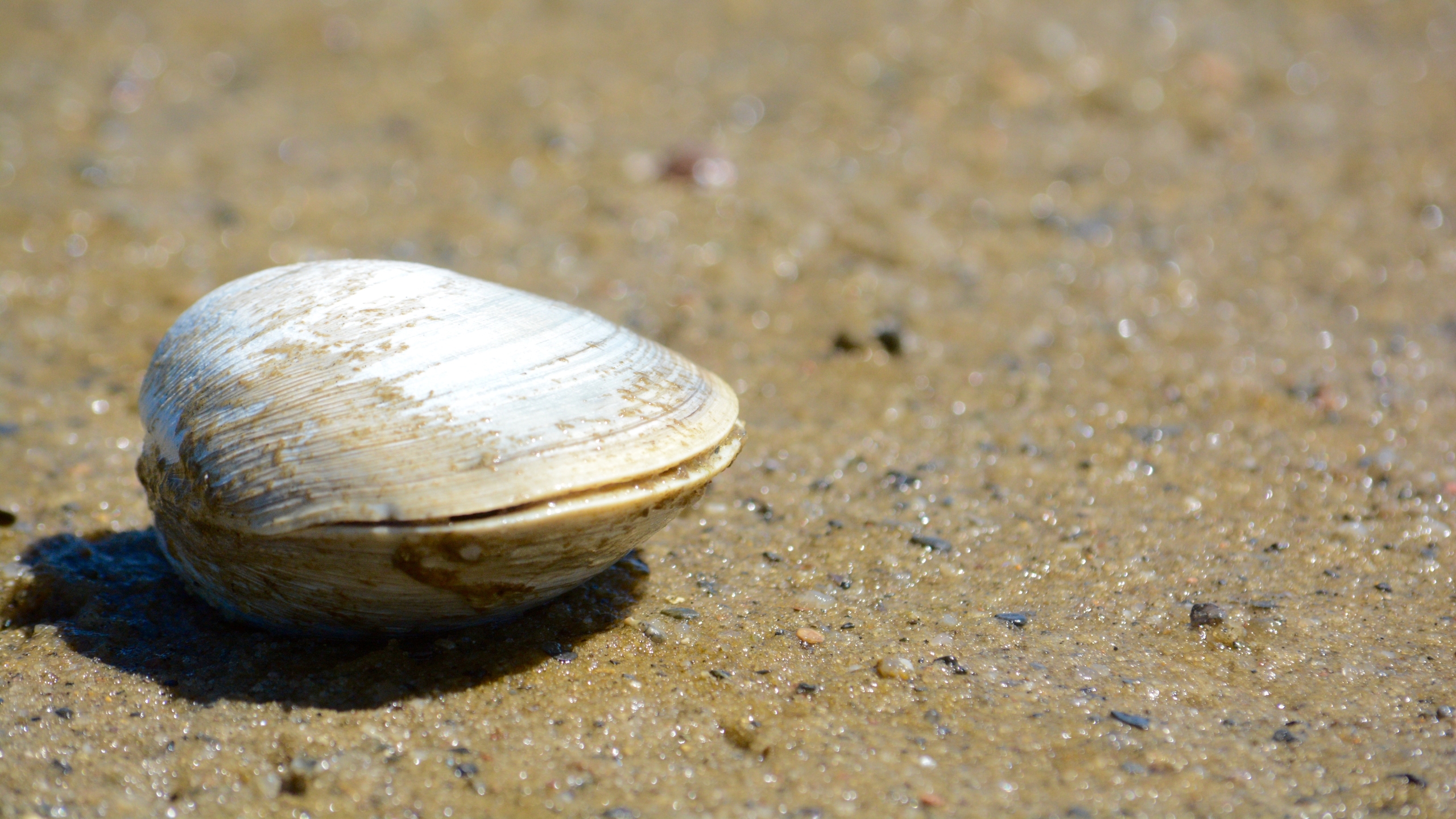 A photo of a quahog clam on a beach in Cape Cod in Massachusetts.
