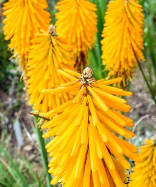 Red hot pokers mango popsicle