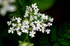 Sweet Cicely, aka Myrrhis odorata.