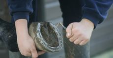 How to pick out a horse's hoof