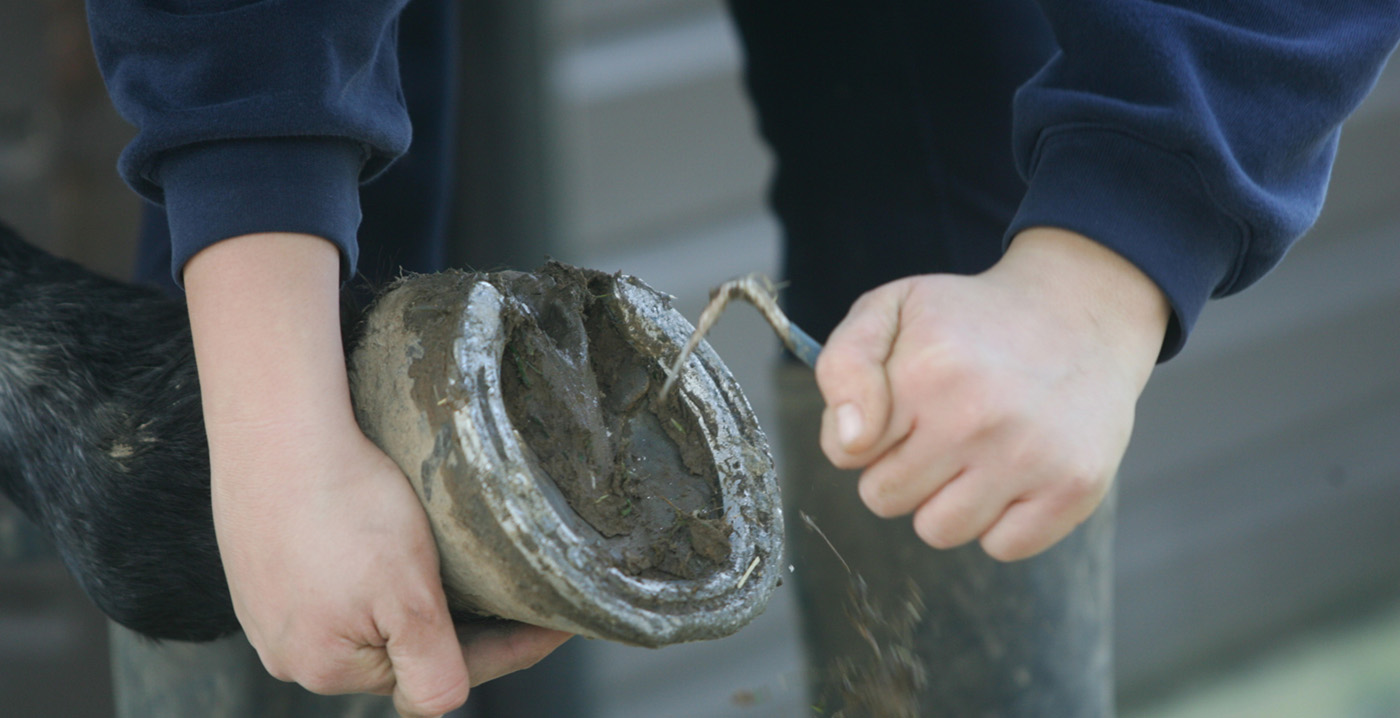 When cleaning horses' hooves use the hoof pick from the heels towards the toe.