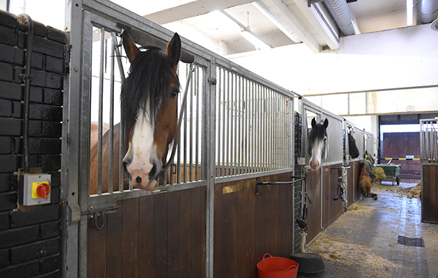 Meet Big Red: the drum horses are part-bred Shire or Clydesdale, and carry drums weighing 55kg and 65kg