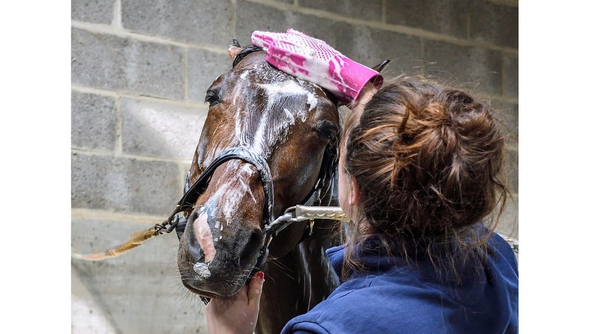 The best horse shampoos: Keep your four-legged friend clean | PetsRadar