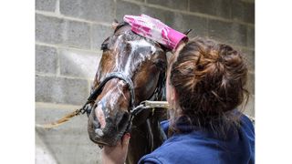 Horse being bathed with one of the best horse shampoos