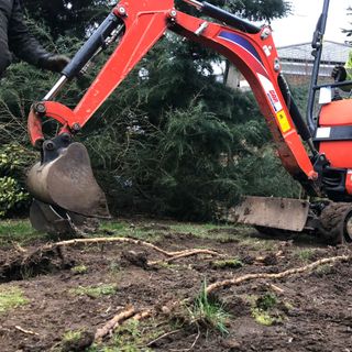 Digger in garden digging up bamboo roots