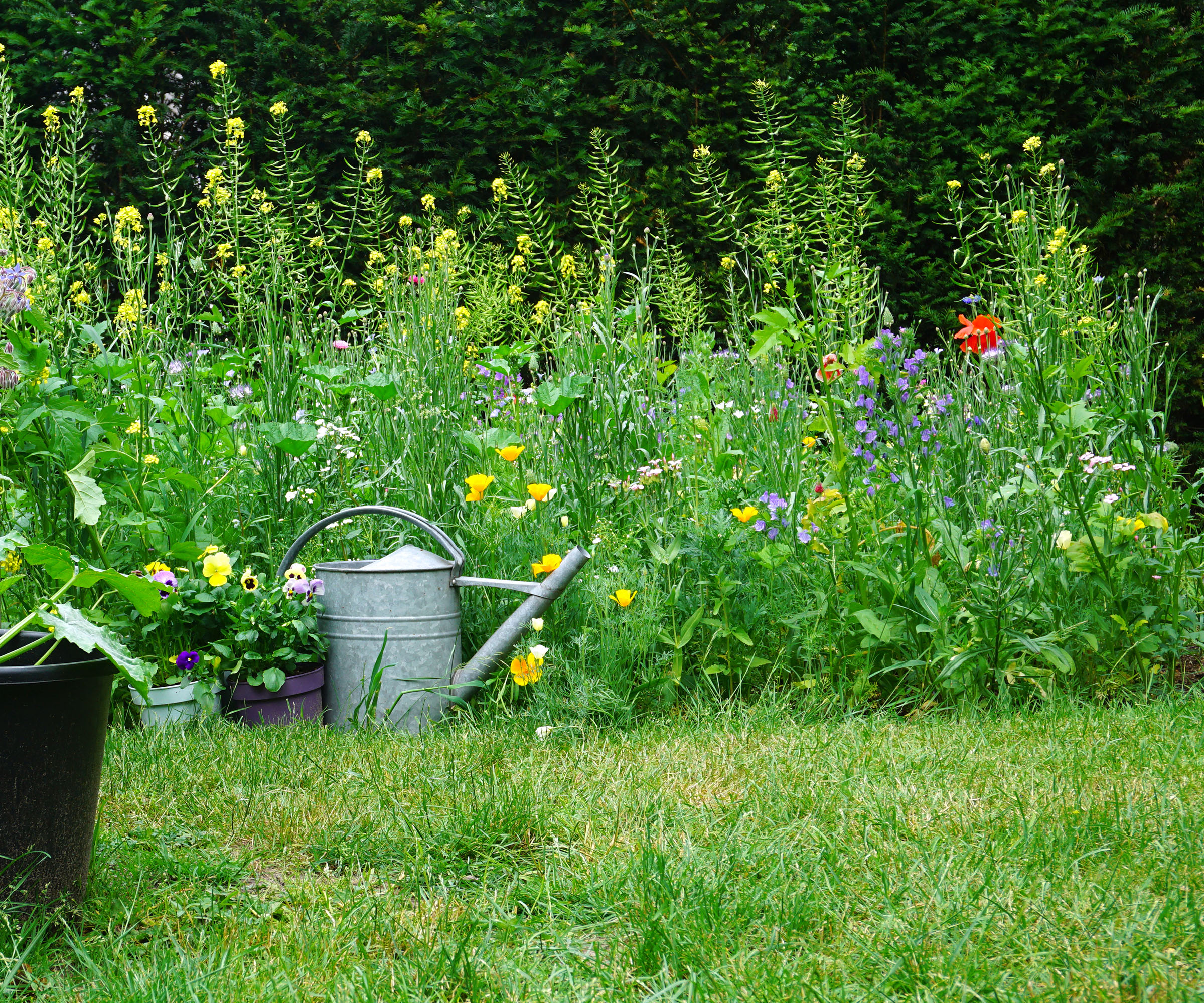 A lush lawn with a surrounding wildflower patch and a steel watering can 