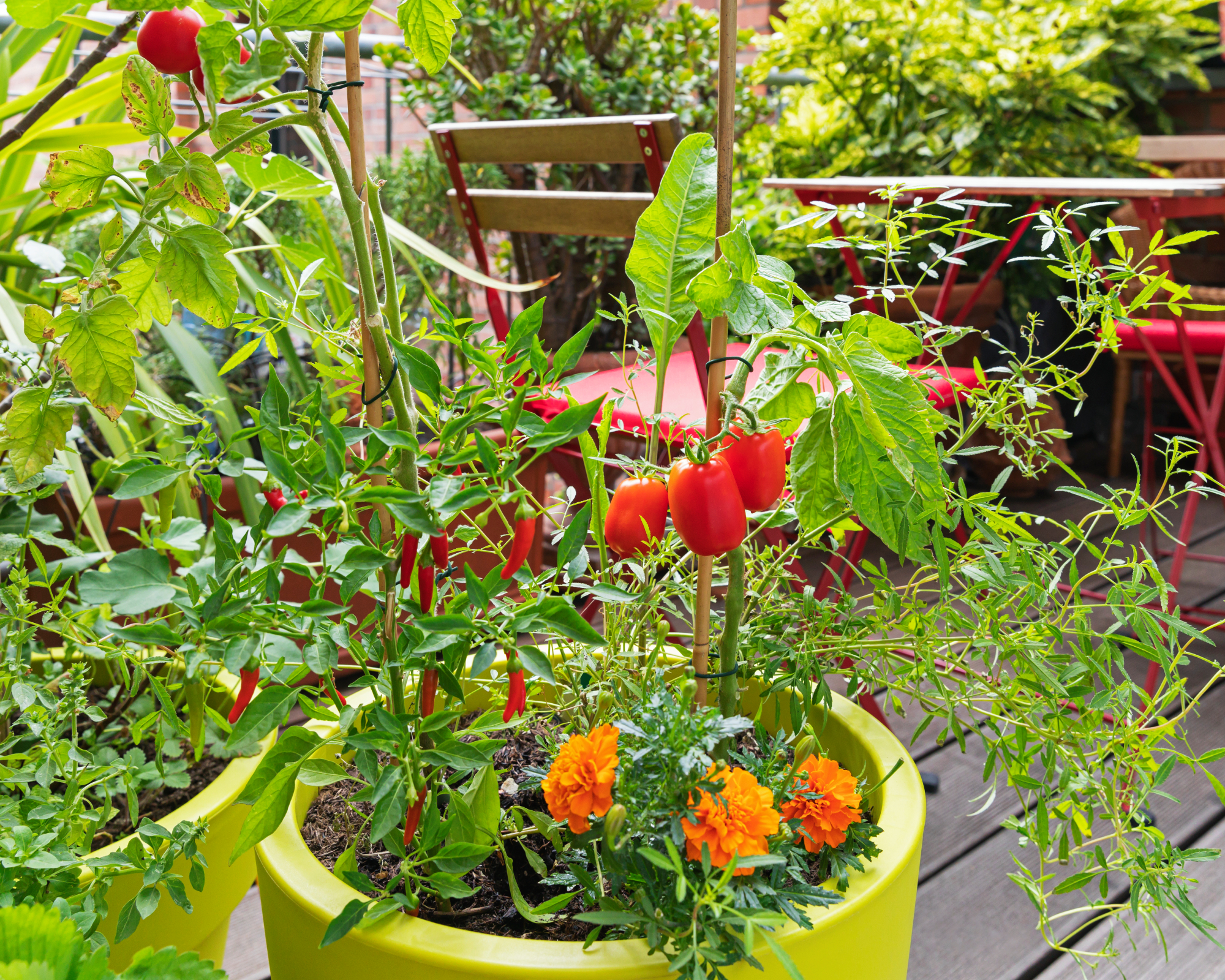 Tomatoes, chili peppers, and marigolds planted in vegetable container garden combination