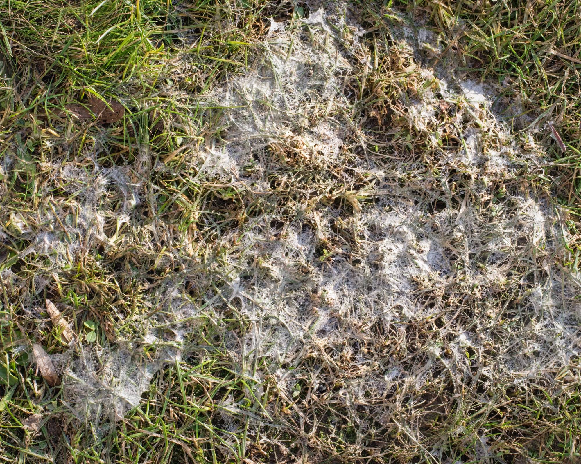 Snow mold on grass lawn