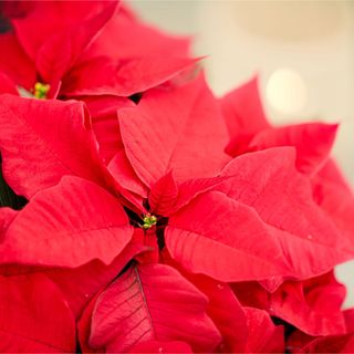 Closeup of red poinsettia bracts with small yellow flowers