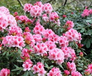 Evergreen rhododendron