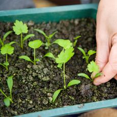 Gardener thins seedlings by pulling