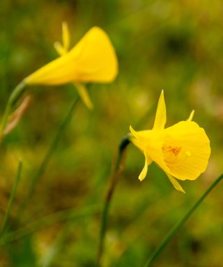 Narcissus bulbocodium planted in a spring garden