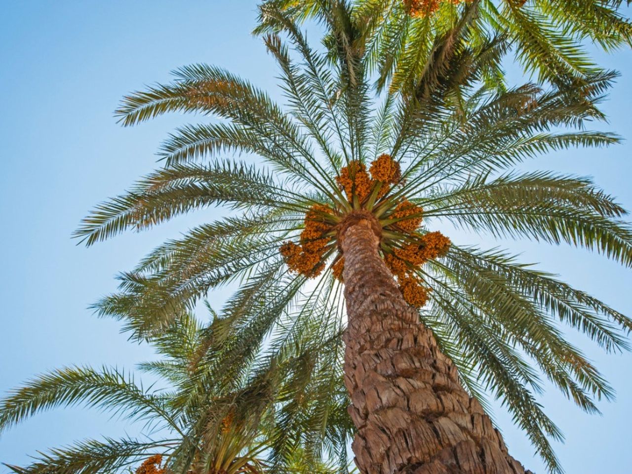 Large Palm Trees