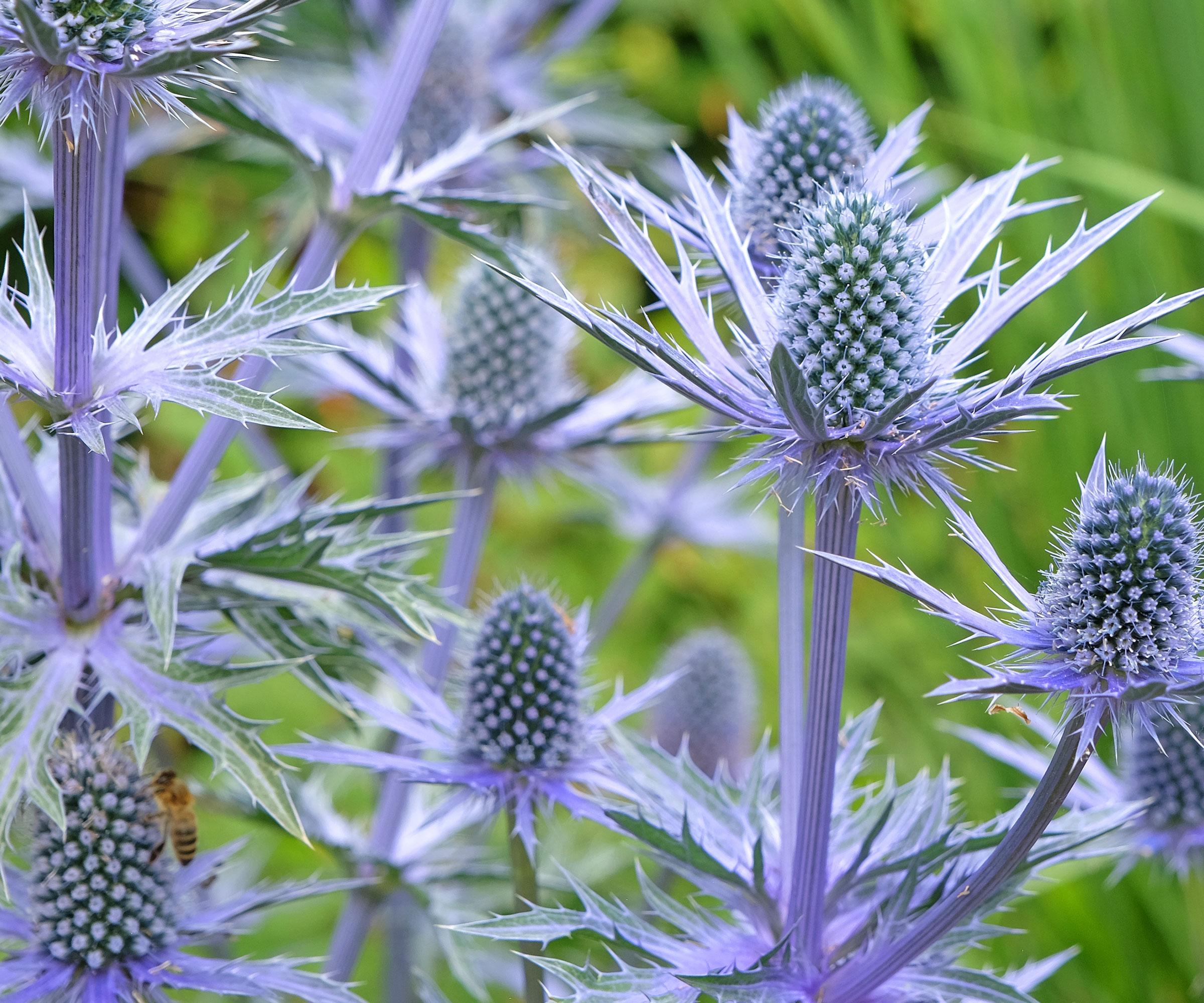 sea holly Big Blue plants showing massive flower heads and ornamental spikes