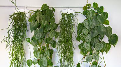 hanging indoor plants