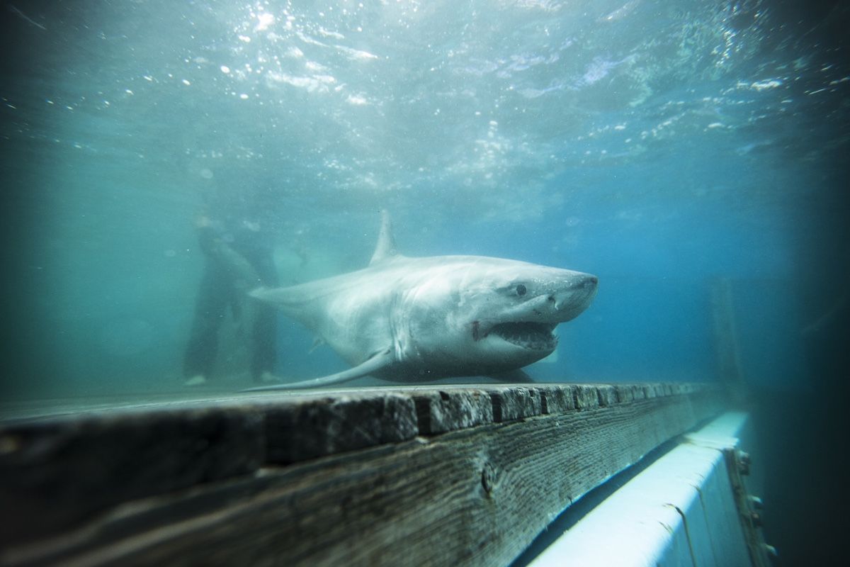 OCEARCH scientists outfitted the great white shark dubbed Cabot with a tracking device in 2018 off Nova Scotia, according to news reports.