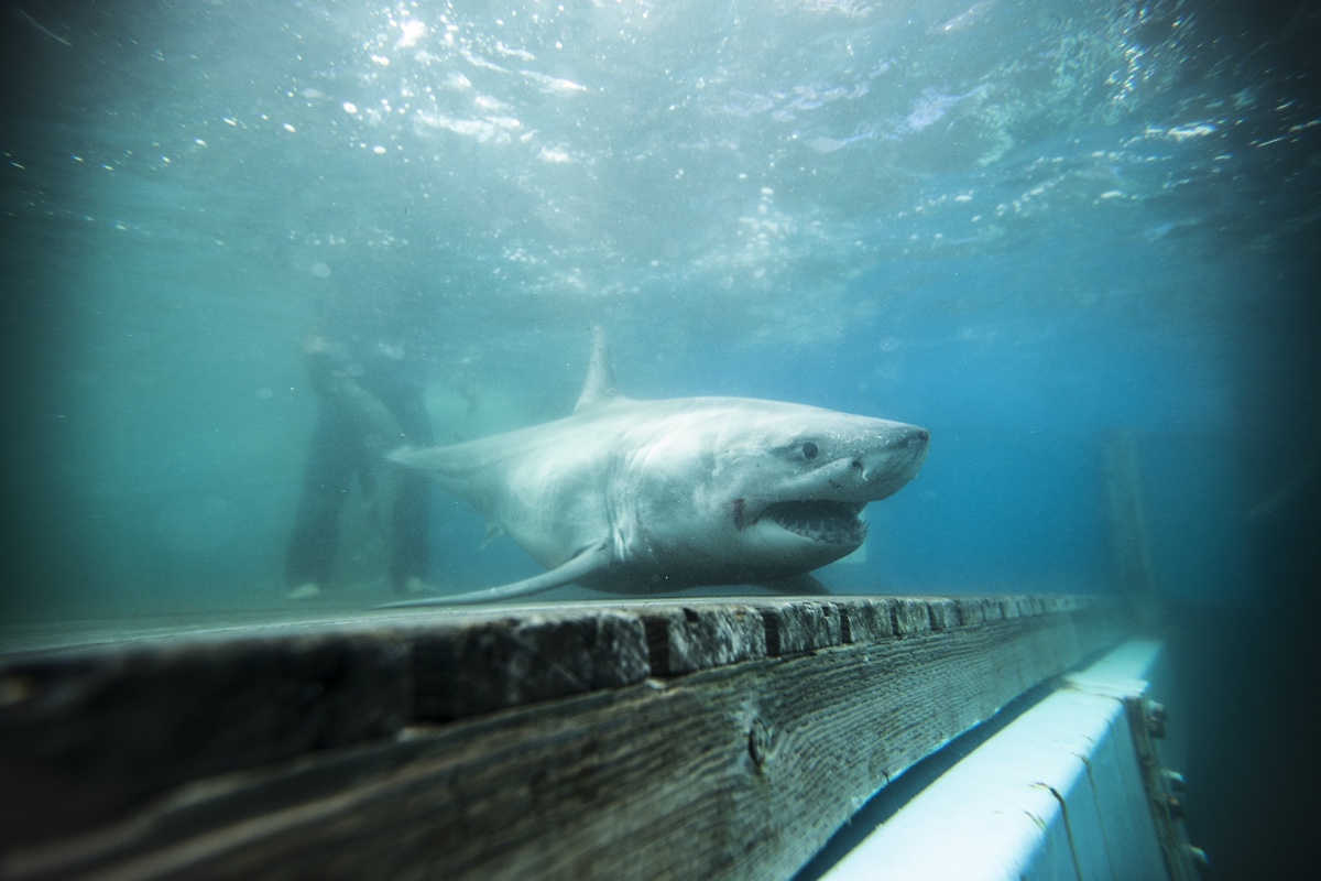 does the great white shark home in on fish feed grow
