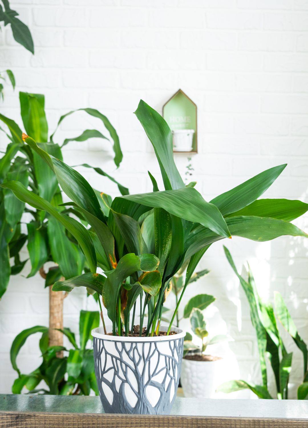 picture of cast iron plants in room with other plants