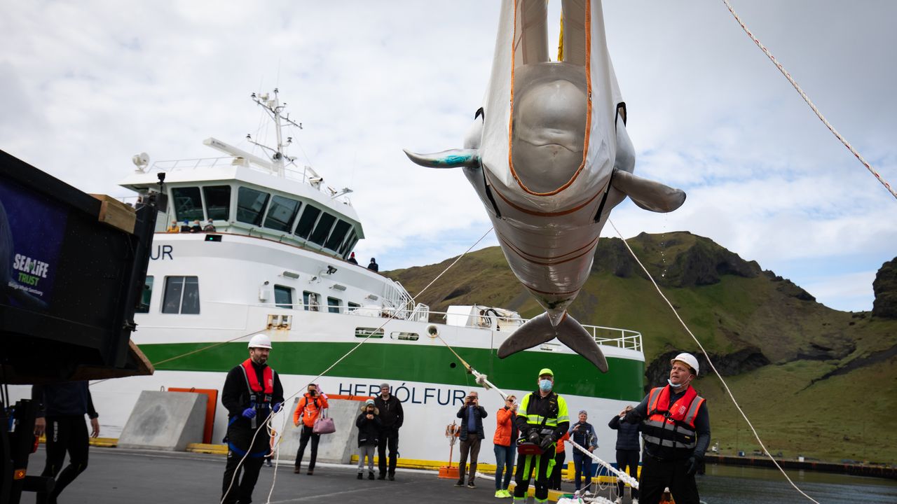 The beluga whale named Little Grey is transferred from a truck to a tugboat that will transport it to the seawater sanctuary at Klettsvik Bay.