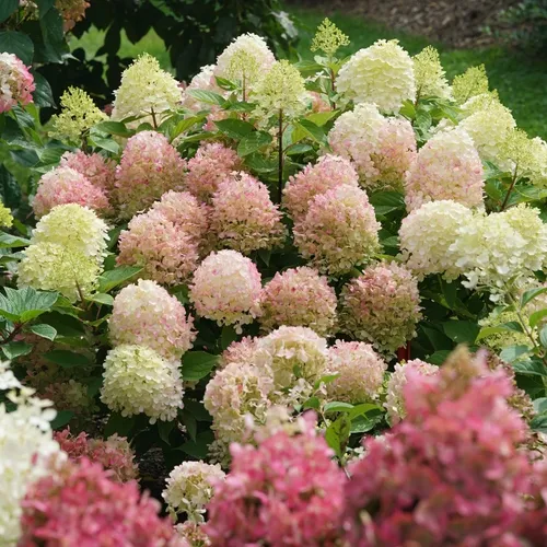 Fire Light Tidbit Hydrangea