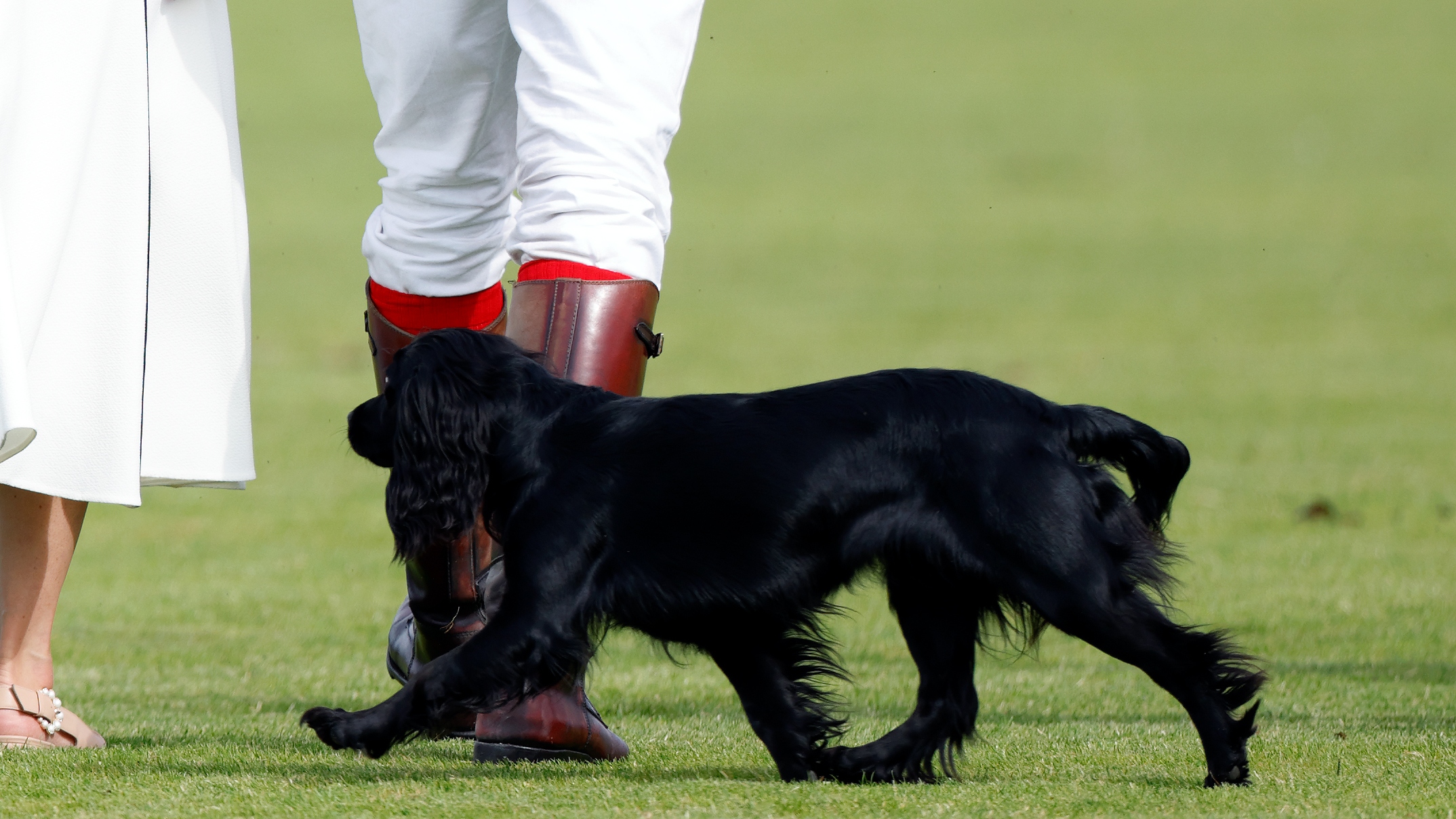 The Prince and Princess of Wales's dog Orla at the Out-Sourcing Inc. Royal Charity Polo Cup at Guards Polo Club, Flemish Farm on July 6, 2022