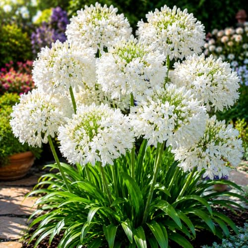 White Lily of the Nile Live Rootstock (3 Pack) | White Agapanthus African Lily Bare Root Plants | Hardy Perennial Summer Blooms | Live Root Divisions