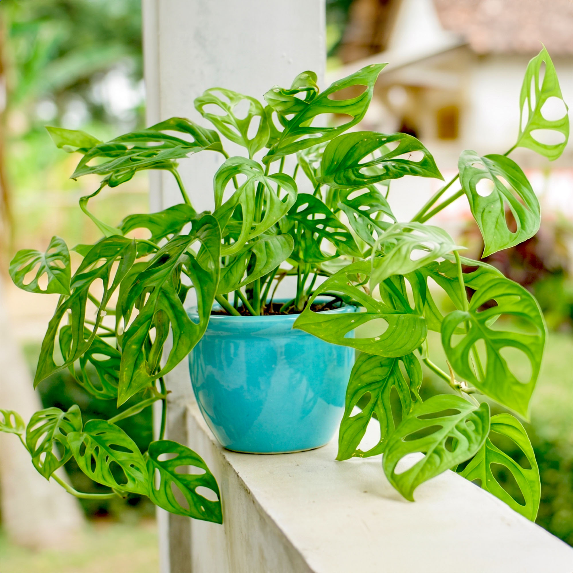 Swiss cheese plant &ndash; Monstera adansonii &ndash; with lush vining leaves in turquoise pot is placed on the outer wall of a house with garden in the background