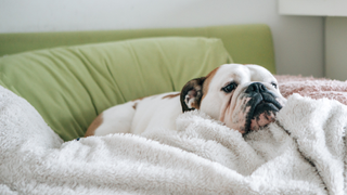 Dog lying down on a green sofa and white fluffy blanket looking sad