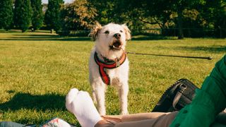 Dog playfully barking at owner in the park