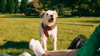 Dog barking in the park