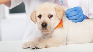 puppy shots: A guide to vaccinating your puppy