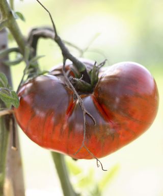 tomato plant affected by blight