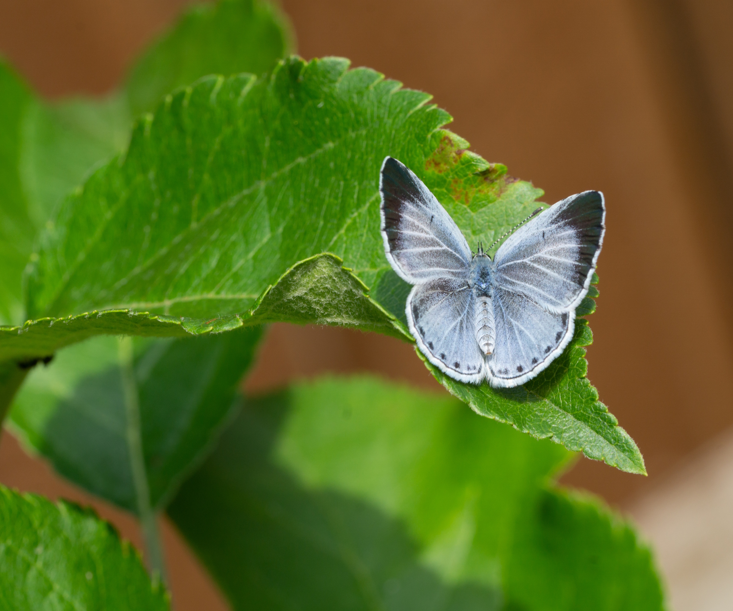 Celastrina argiolus butterfly on leaf