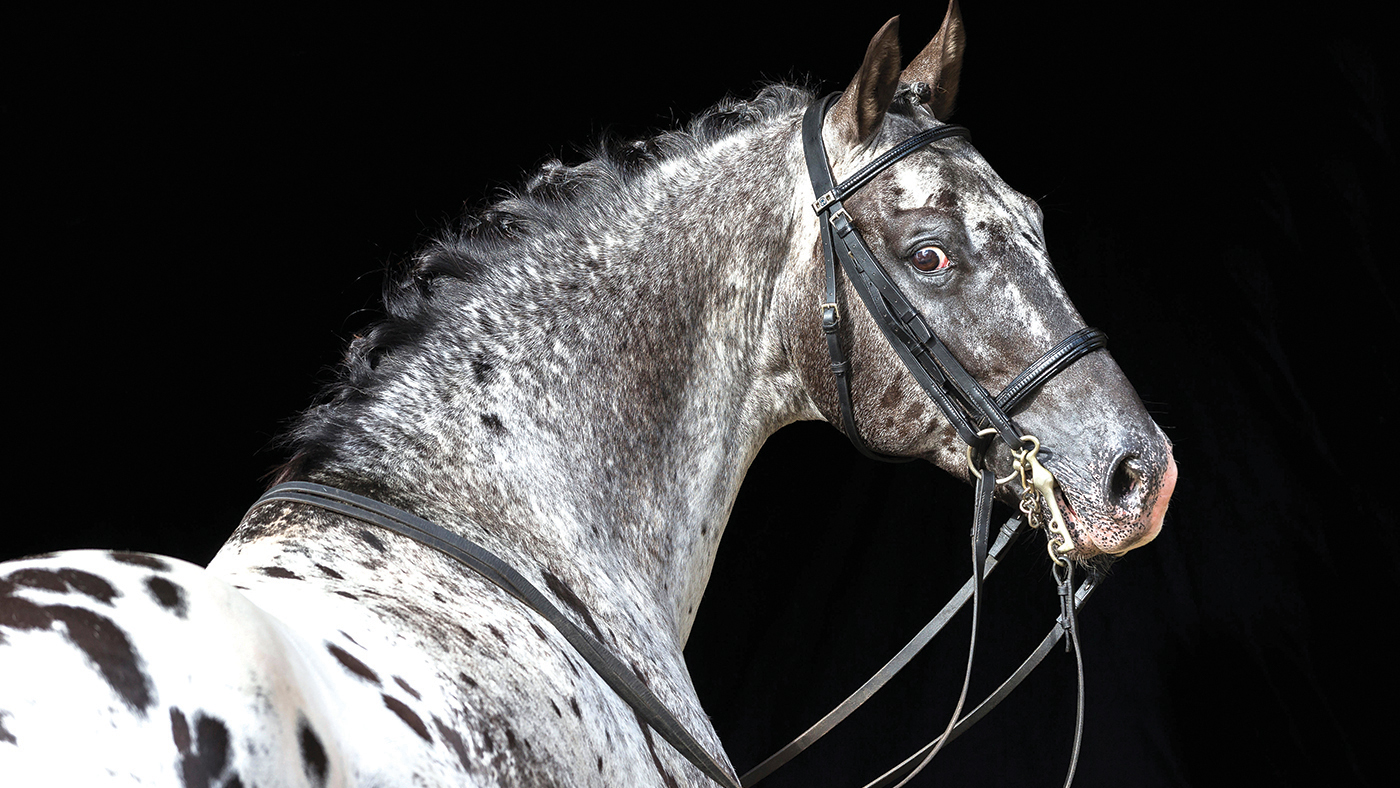 Spotted horse: a Knabstrupper stallion