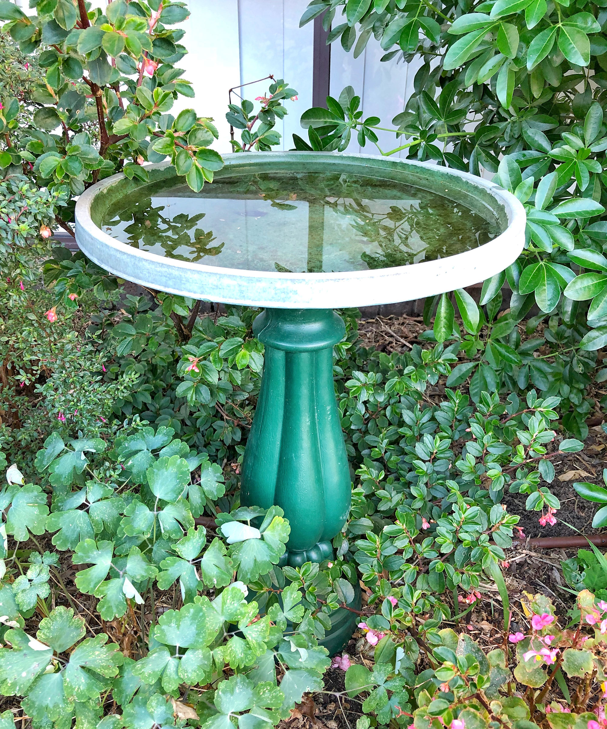 bird bath in cluttered part of garden