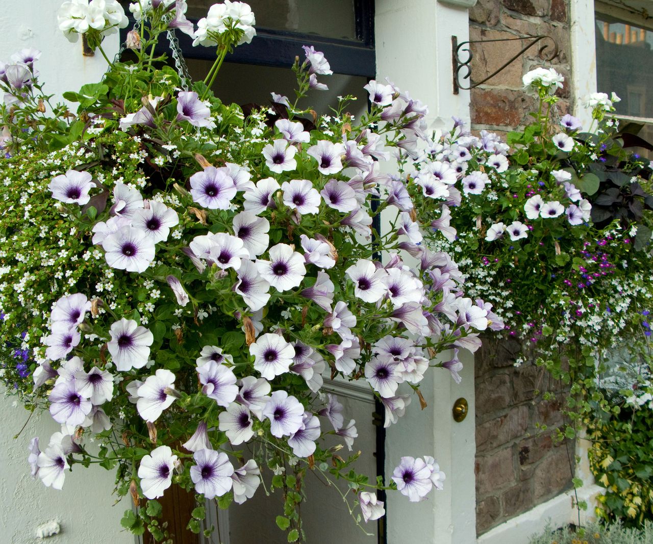 Best front door plants 10 beautiful choices Homes & Gardens