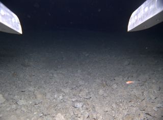 An amphipod, a type of crustacean, swims on the seafloor beneath the ice.