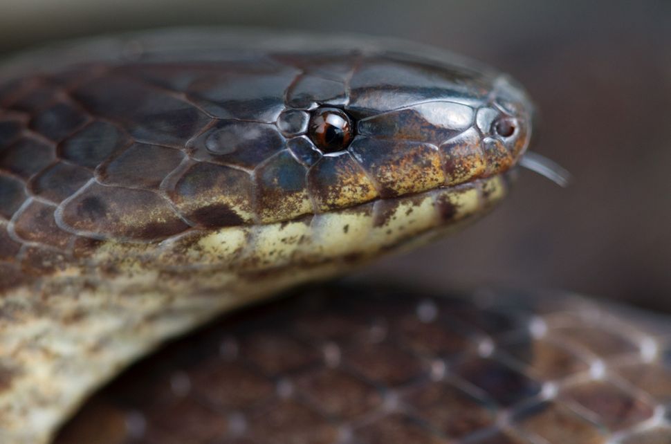 Shhh: A Gallery of Secretive Ground Snakes | Live Science