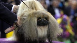 Pekingese at dog show