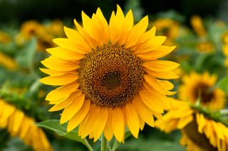 sunflowers care