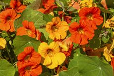 Nasturtiums