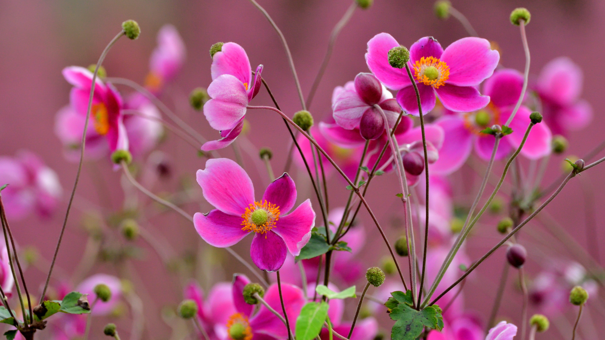 The Japanese Anemone (Aka One of the Longest-Blooming Perennial in the Garden)