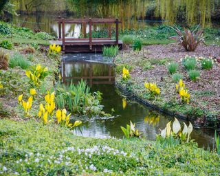 Yellow skunk cabbage growing in Beth Chatto's bog garden