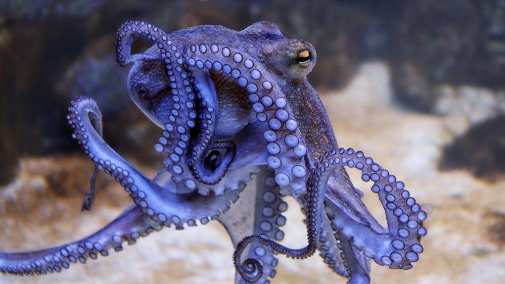 New UK bill recognizes cephalopods and some crustaceans as sentient beings