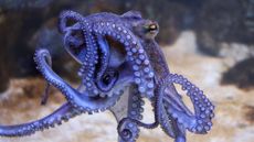 Octopuses are one of several marine invertebrates to be recognized as sentient by changes to a new animal welfare bill.