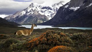 A guanaco stands behind red flowered bushes an in front of a snowy mountain range and lake