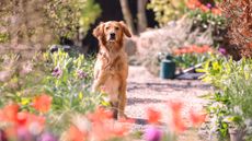 Monty Don dog Chelsea garden