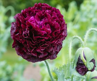 Dramatic ruffled purple petals of poppy 'Black Peony'